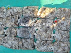 9/4일, 군산주꾸미~ 망탱이 조황, 좋아요 ~점점 좋아지는 쭈꾸미조황~군산 나드리호