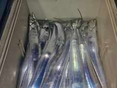 (南)남해조황 - [[ 통영 항진피싱 ]] 멀~리 4시간 출항하여 大갈치~~ 통영에 갈치 입성 !!!! 기상만 좋아지면 바~로 출발 합니다~~~~~ [[3일입항조항]]