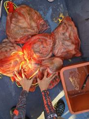 조황정보 - 9.30 올림피아호 문어조황!! - 대천,올림피아호,배낚시,바다낚시