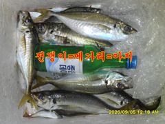 09.04 [부산] 가덕대항낚시[밤낚시/갈치]조황입니다
