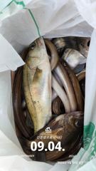 23분전 [사천] 삼천포 산분령 유료낚시터 9/4 조황입니다^^