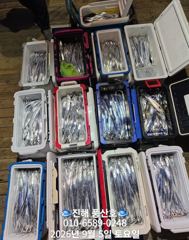 속천항 풍산호 갈치 조황 사진