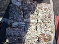▶▶ 9/4.(군산. 뉴-발리호) 쭈꾸미~ 조황.