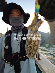 9/5일, 군산주꾸미~오늘도 나오고 있어요~실시간~점점 좋아지는 쭈꾸미조황~군산 나드리호