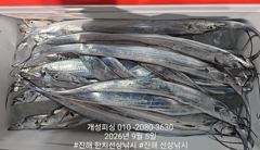 내만 갈치 텐빈 은빛 갈치 마릿수 조황 오늘 무조건 출항 자리여유많음