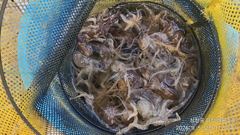 주꾸미 실시간/바람통에 팍팍 ~월요일부터 예약중