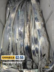 [진해] 내만갈치 오늘출항확정! 마감임박! 예약가능 전화주세요~