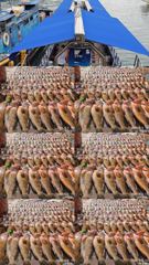 260903 녹동제니스2호 붉바리대박조황 51,,5짜급포함 한판가득이빠이 물때가 깡패