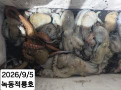 밤낚시 조황 올려드려요 소수인원 모시고 다녀욌습니다