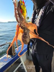 [고성] 가을문어 다녀왔습니다
