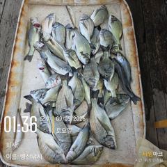 [고성] 병산 감성돔 엄청마리수 선상배및 선외기흘림조황~~