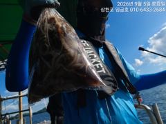 임금호 주꾸미 상위권분들 70~80수  100수이상 가능하십니다 