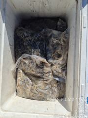 조황정보 - 300수이상했습니다. 오늘 출조 하신 조사님들 고생하셨습니다. - 영목항 해복호
