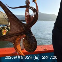 어제 오늘 문어 장원 17마리