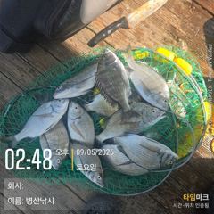 [고성] 병산 9/5감성돔 마리수 내만 갯바위조황~~