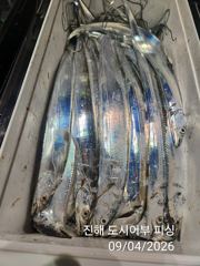 (南)남해조황 - 씨알큰 내만갈치 전원 쿨러 빵빵~ 퍼 담았어요~!! 일요일부터 예약가능
