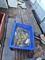 9월5일쭈꾸미