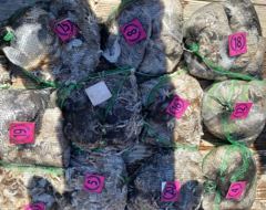 출조안내 - =>> 부천출발==>>여수 국동항 도착==>>여수 자연낚시 대박호 16석 갈치출조==>>출조일==> 9월8일 11일 13일 16일 18일
