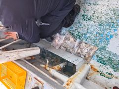 2026-09-05 쭈꾸미 5일차 다녀왔습니다. (양호)