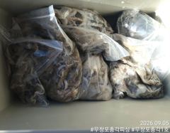 쭈갑백문조황 - 다음주 황금물때!!! 왕 쭈꾸미 느나느나!! 오늘도 대박 조황~!!! 추석연휴도 정상출조!! - 무창포총각피싱선상낚시배낚시
