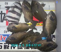 [거제] "감성돔" & "뺀지" & "벵에돔" & "무늬" ... 좋네요
