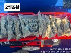 오늘의조황 - 09월 04일 오천항VIP호 쭈꾸미&갑조황 - 오천항 VIP호,배낚시,선상낚시 출조