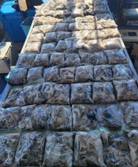 9월5일 뉴청운호 쭈갑 조황