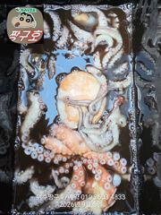 여수 짱구호 9월5일(토) 문어 조황