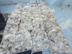 9/5일, 연일 계속되는 군산 쭈꾸미낚시~마무리조황~~군산 그랜드호