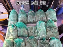 26년 9월 5일!! 인천 썬스타호!! 쭈꾸미 대첩 6일차 조황입니다~^.^