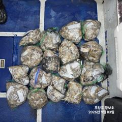 오늘의조황 - 무창포 최고선장님 최고의배 뚱보호 3일 쭈꾸미 망태기 조황입니다 하루하루 조황이 더좋아 지네요.물때좋은 날 미리예약하세요 - 피싱투어여행, (구) 고박사 낚시
