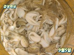 9월5일(토)쭈꾸미낚시조황입니다