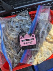 2026년9월4일페라리호쭈꾸미갑오징어조황