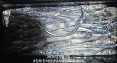 (南)남해조황 - 내만 갈치 텐빈 은빛 갈치 마릿수 조황 오늘 무조건 출항 자리여유많음