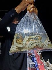 [진해] 돌문어사냥 레전드호 타고 모두 먹물파티!
