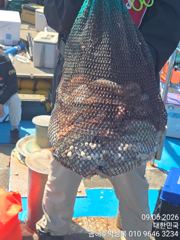 [고흥,녹동] 오늘은 싸이즈가 아주묵직 했어요