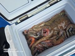 [진해] 진해 명동만경호/돌문어 예약받습니다.