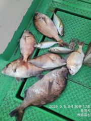 [거제] 백호피싱 참돔 찌낚시 씨알급 마릿수 선상조황