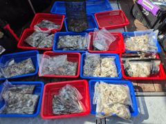 [통영] (갈치)5지4지3지 텐빈에 大치들 뽑고 또 뽑고~고고피싱(8일 …