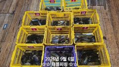 진해더블피싱 무늬팁런 05토욜 11분 219수 철수조황