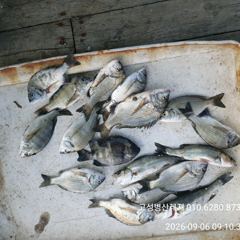 [고성] 병산 9/6 감성돔 마리수 내만갯바위조황~~