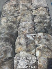 군산 대호피싱 쭈꾸미 마무리 소식 전합니다 초보분들의 열정에 박수를 보냅니다