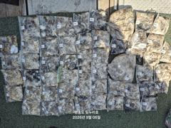9월6일주꾸미