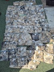 팀누리호 주꾸미 조황입니다!
