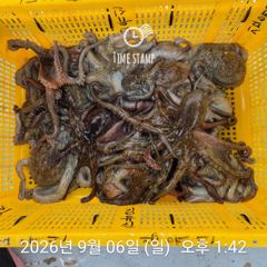 [사천] 3일 연속 문어 장원 17마리