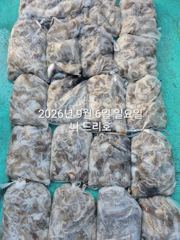 [군산 나드리호] 9월 6일 주꾸미 조황 - 궂은 날씨 속에서도 손맛 보고 입항했습니다.