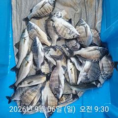 [사천] 삼천포 내만권 감성돔