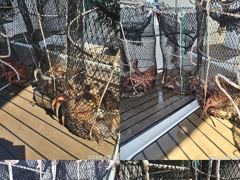[진해] 문어,강풍에도,키로,중치,와장창,,(예약가능)