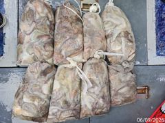 (南)남해조황 - 9월 6일 블랙드래곤 돌문어 조황｜바람 속에서도 전원 두 자릿수!