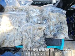 [쭈갑조황] [홍원항 타이탄호] 9월6일(일) 야들야들 하지만 손맛은 일품인~
